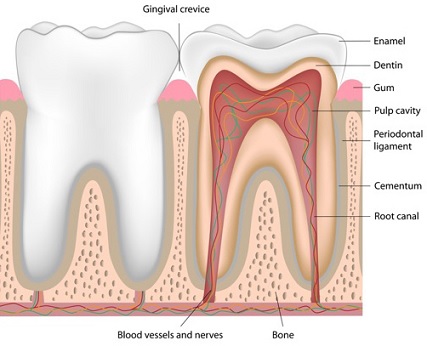 Oshawa Dentists | 53 Conlin Rd E, Oshawa, ON L1H 7K4, Canada | Phone: (905) 925-5194