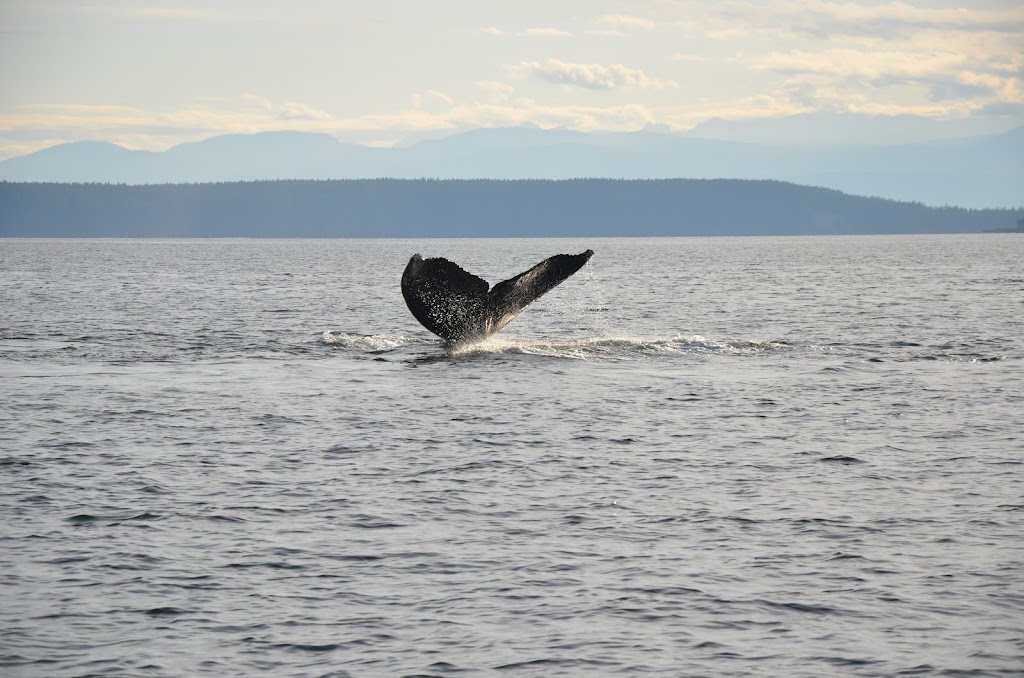 The Orca on Savary Island | 1746 Vancouver Blvd, Lund, BC V0N 2G0, Canada | Phone: (604) 314-6123