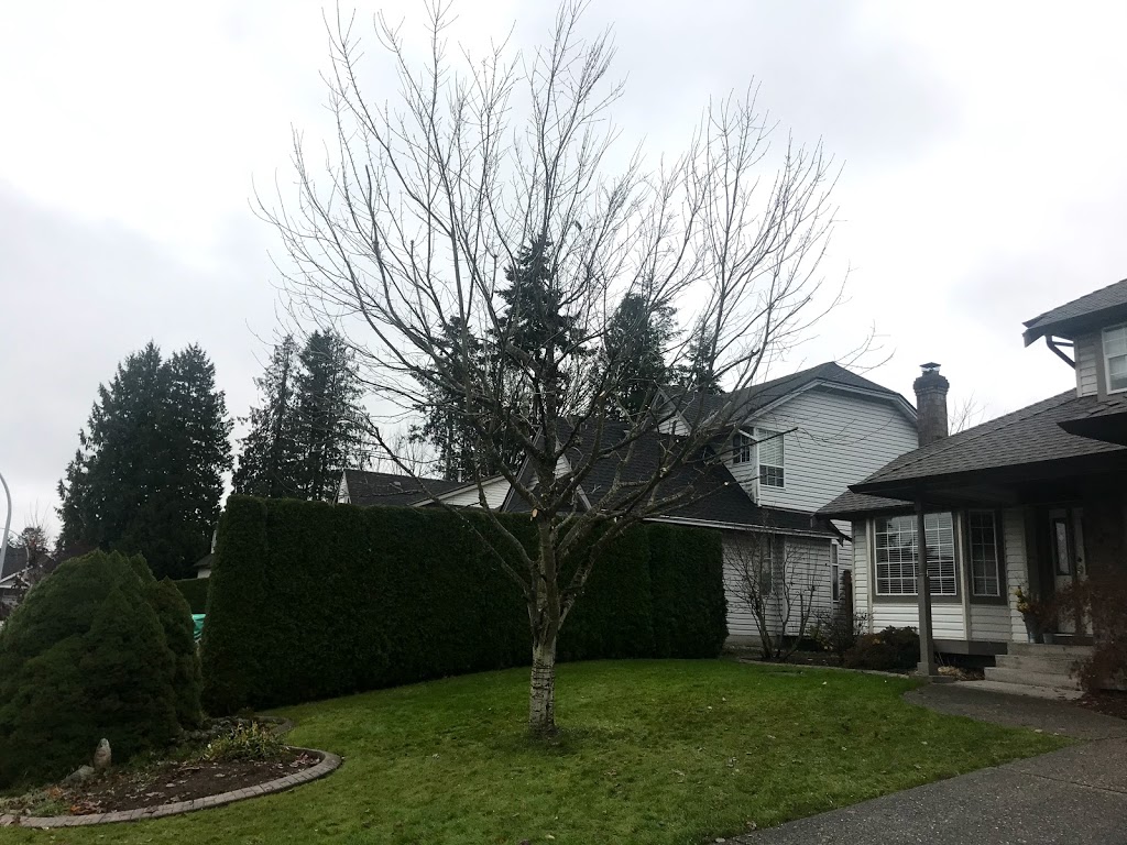 Augusta Lawn Care of Coquitlam | 2340 Lobb Ave, Port Coquitlam, BC V3C 1M8, Canada | Phone: (604) 549-5822