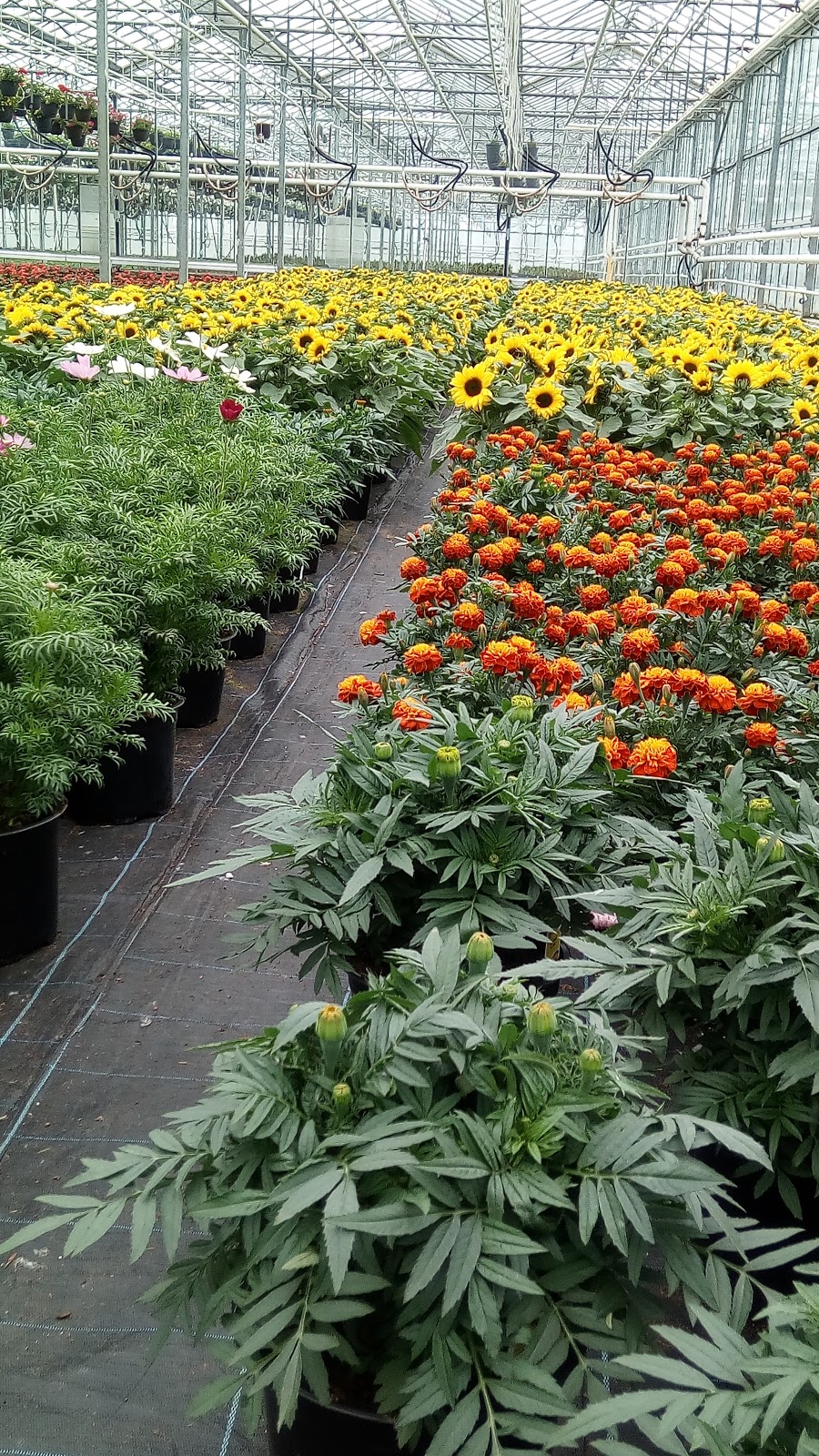 Devry Greenhouses | 7094 Glover Rd, Langley, BC V2Y 2R1, Canada | Phone: (604) 794-3874