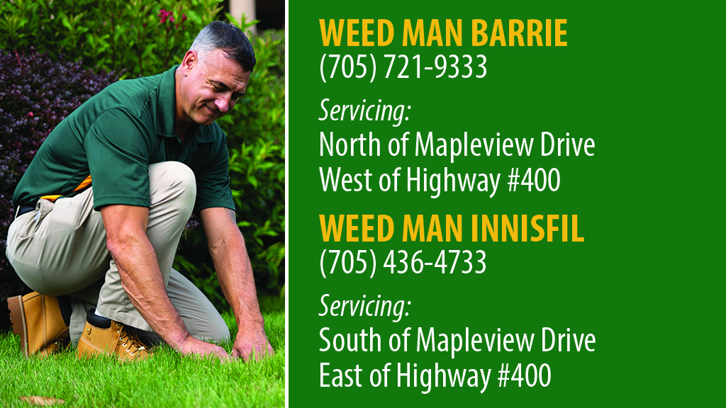 Weed Man Lawn Care | 364 St Vincent St, Barrie, ON L4M 4A5, Canada | Phone: (705) 428-9333