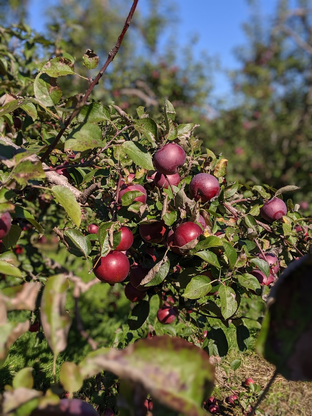 Fraisiere Du Verger Pierre | 375 Rang de la Montagne, Mont-Saint-Grégoire, QC J0J 1K0, Canada | Phone: (450) 347-6336