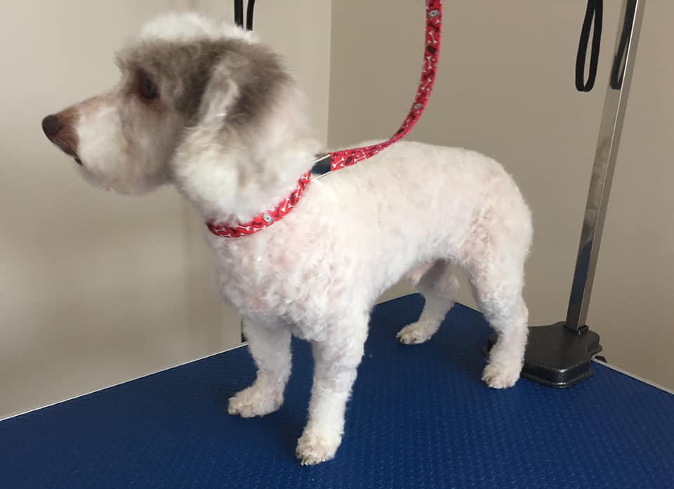 Bella Grooming (Small Dogs) | 256 Soprano Ave, Ottawa, ON K4M 0P8, Canada | Phone: (647) 219-4420