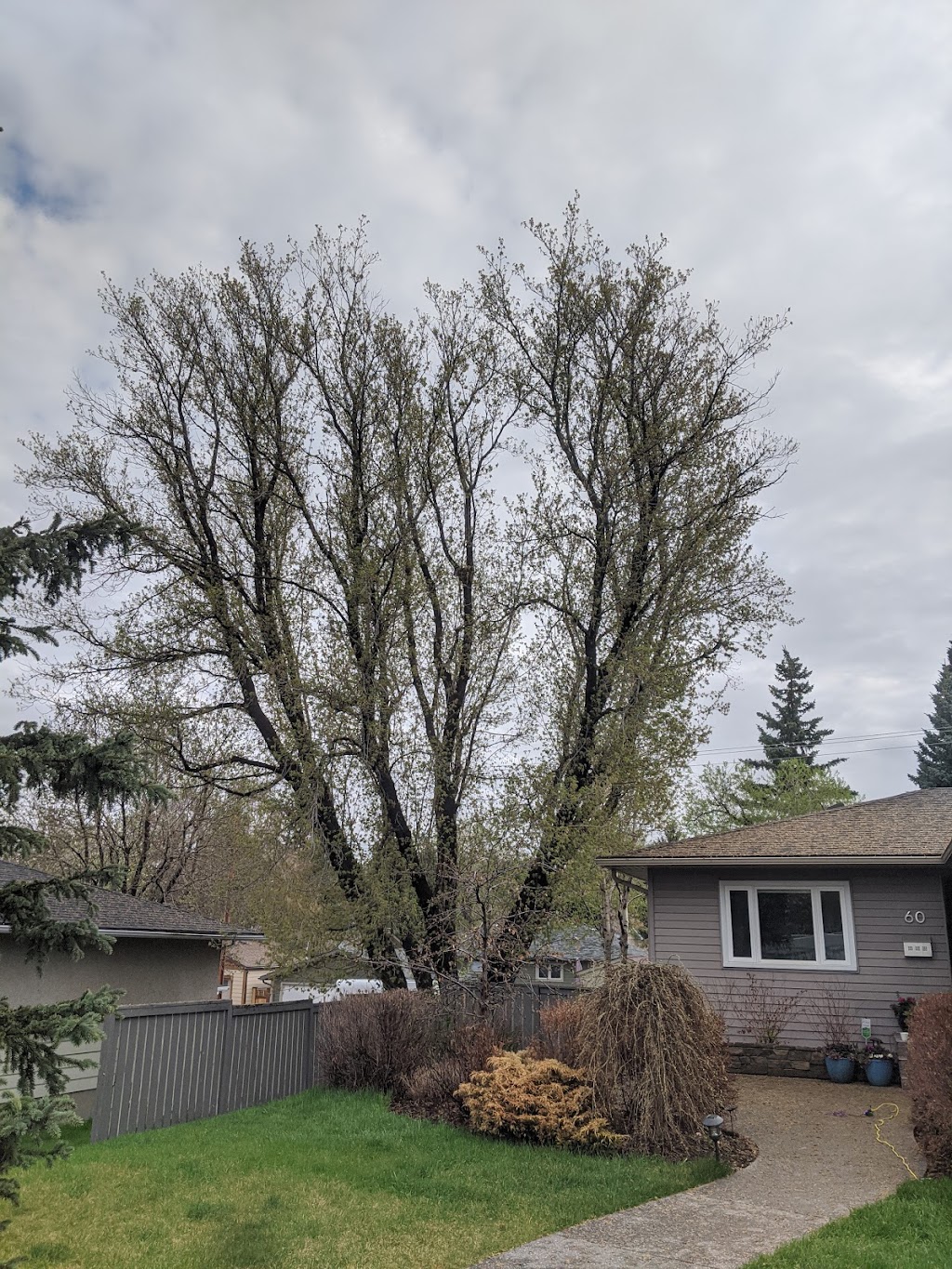 True North Tree Services Inc. | 212 Willow St, Cochrane, AB T4C 0Y8, Canada | Phone: (403) 690-1269