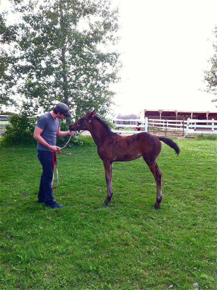 Blazing Hearts Ranch | 338060, Range Rd 284, High River, AB T1V 1N1, Canada | Phone: (403) 601-6723