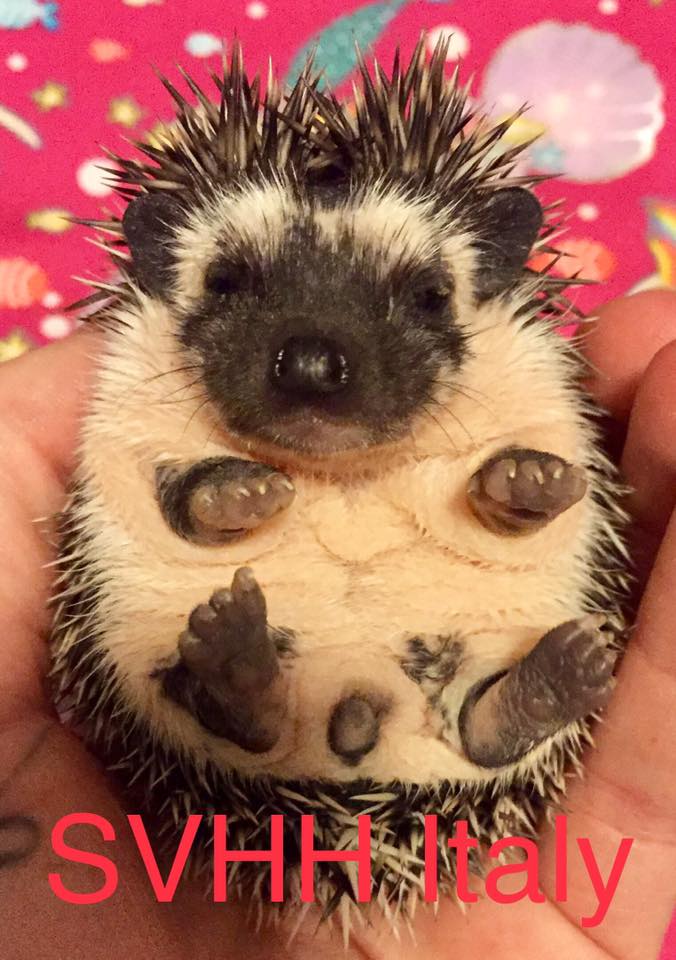 SV Hedgehogs - Pedigreed Hedgehog Breeder | Helanton Rd, Quathiaski Cove, BC V0P 1N0, Canada | Phone: (778) 476-5900