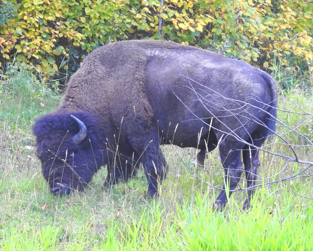 Elk Island National Park | E, 4J0, AB-16, Tofield, AB T0B 4J0, Canada