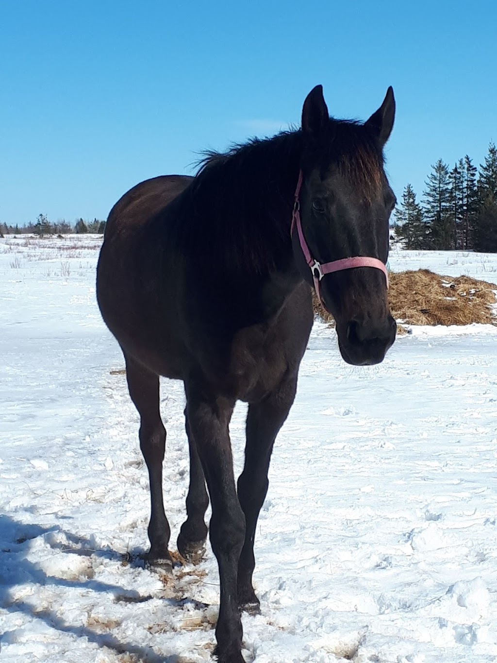 Blue Sky Stables | 370 Diversion Rd, Ellerslie, PE C0B 1J0, Canada | Phone: (902) 303-6908