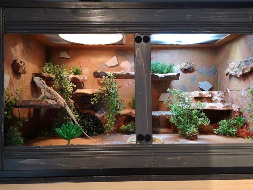 Lez-Art vivariums | 2902 4e Rang, Sainte-Julienne, QC J0K 2T0, Canada | Phone: (450) 916-6406