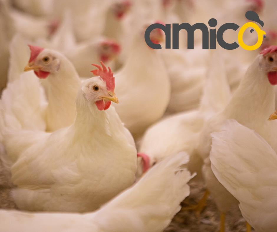 Ferme Amico Inc | 1188 Rue de la Prairie, Lévis, QC G6Z 0C3, Canada | Phone: (418) 425-0999