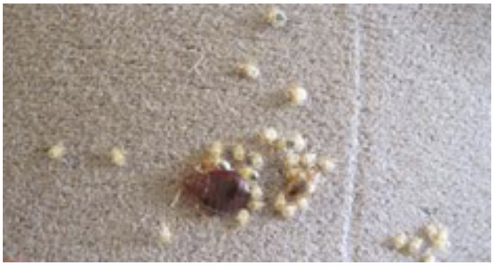 ROX Regina Bed Bug Removal | 302 Solomon Dr Unit 3B, Regina, SK S4N 5P7, Canada | Phone: (855) 280-0703