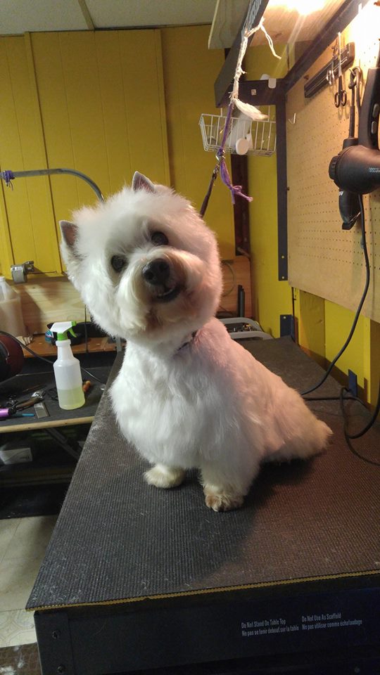 Jazzy Puppy Cuts | Side entry, 85 Goldpark Rd, Chatham, ON N7L 4X9, Canada | Phone: (519) 401-8301