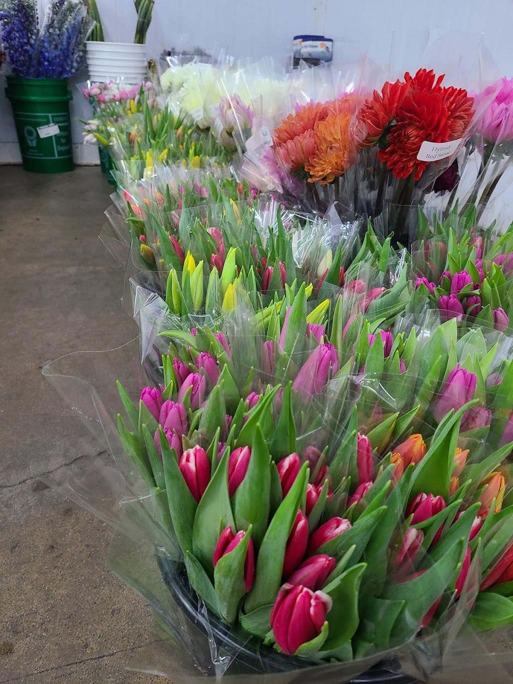 Apex Floral Distributors | 7065 Pacific Cir, Mississauga, ON L5T 2H4, Canada | Phone: (905) 795-0075