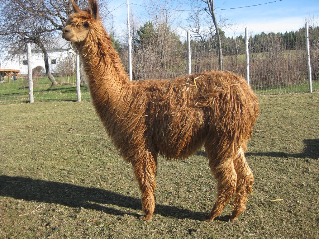 Alpacas Appalachian | 927 Rang Saint-André, Saint-Elzéar, QC G0S 2J2, Canada | Phone: (418) 387-6334