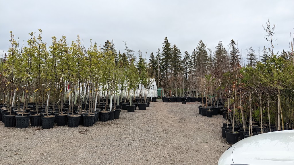 Grays Greenhouse | Addington Forks Rd, Antigonish, NS B2G 2K8, Canada | Phone: (902) 968-1772