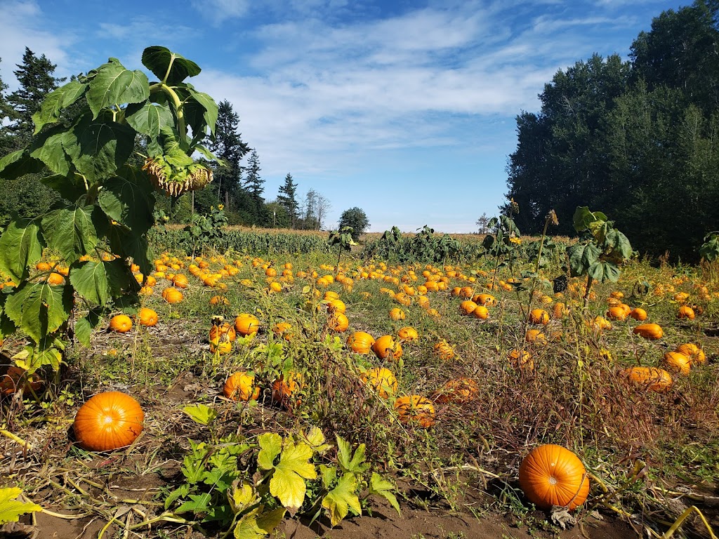 Siefferts Farm Market | 720 Knight Rd, Comox, BC V9M 3T3, Canada | Phone: (250) 339-2988