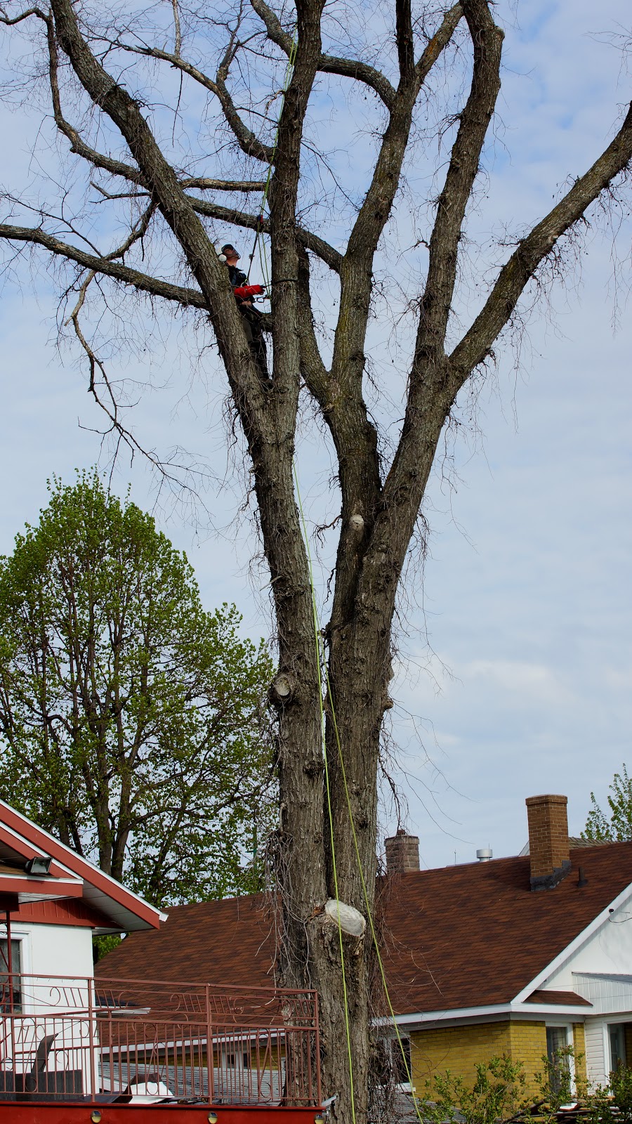 les Arboriculteurs du lac | 645 Av. Labrecque, Alma, QC G8B 2Z6, Canada | Phone: (418) 668-7014