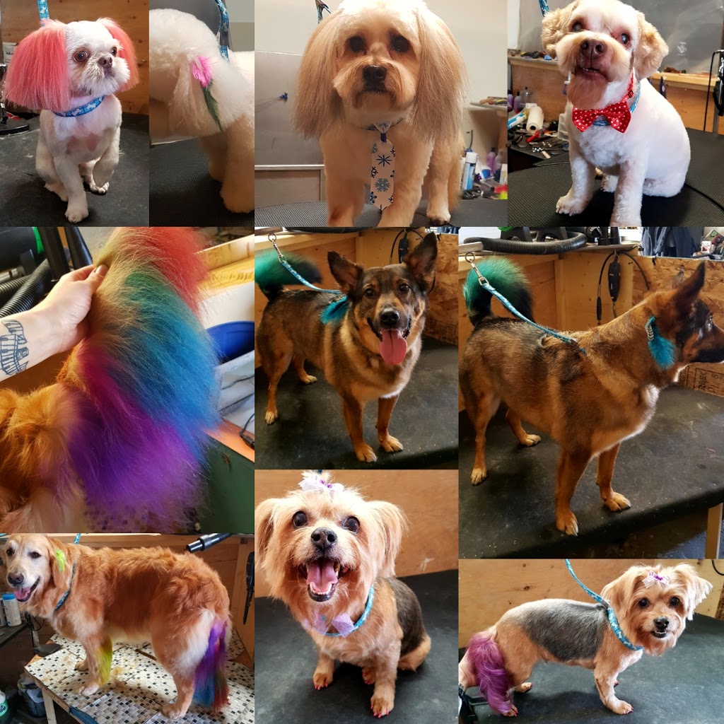 Fancy Feet Pet Styling by Sara | 7-24493 St Clair Rd, Chatham, ON N7M 5J2, Canada | Phone: (519) 401-4960