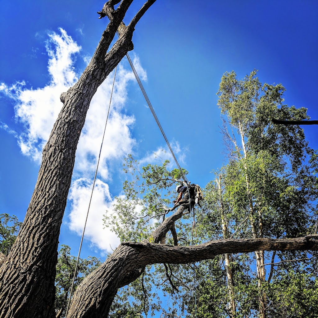 Adair Tree Care Ltd. | 2323B 24 Ave NE, Calgary, AB T2E 8L9, Canada | Phone: (403) 686-6030