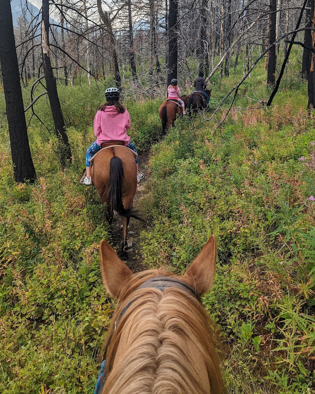 Alpine Stables Ltd | 1 marquis road, Waterton Park, AB T0K 2M0, Canada | Phone: (403) 859-2462