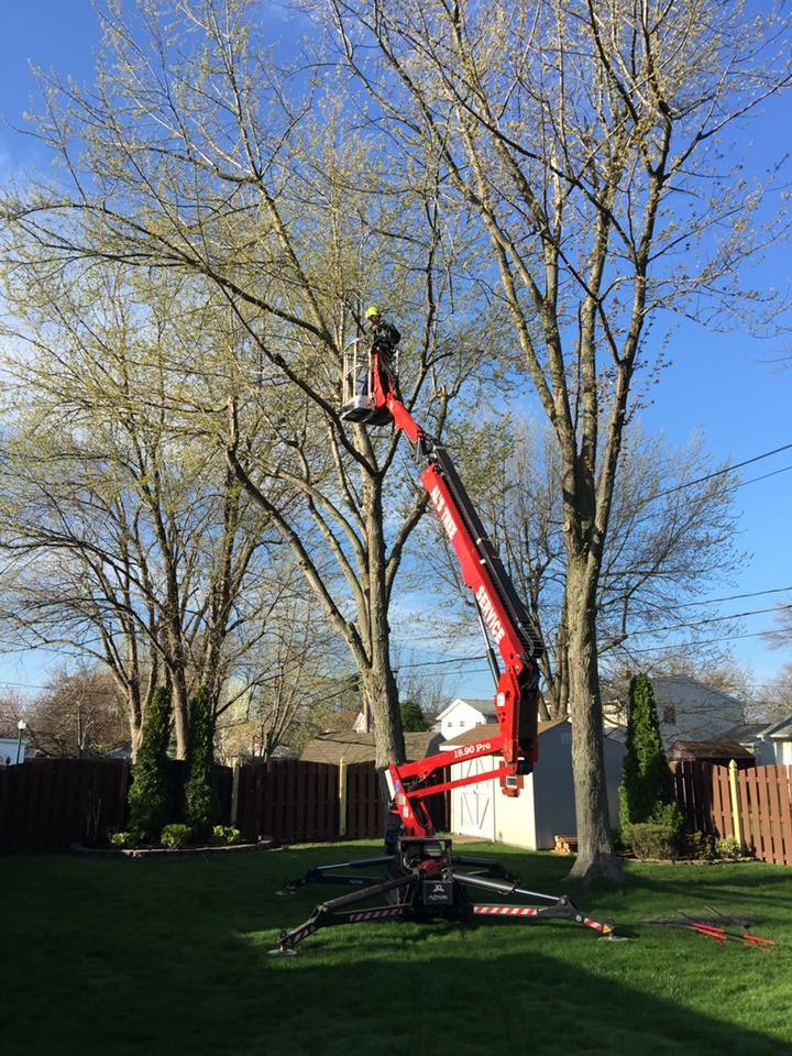 Als Tree Service | 650 Two Mile Creek Rd, Tonawanda, NY 14150, USA | Phone: (716) 692-7041