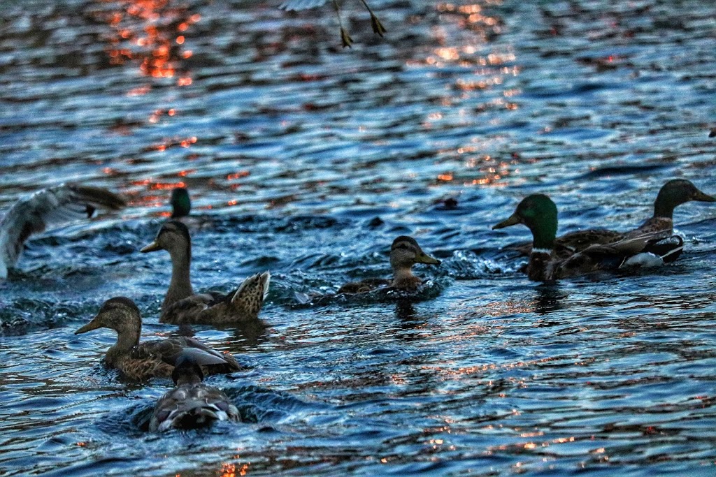 City Park | Kingston, ON K7L, Canada