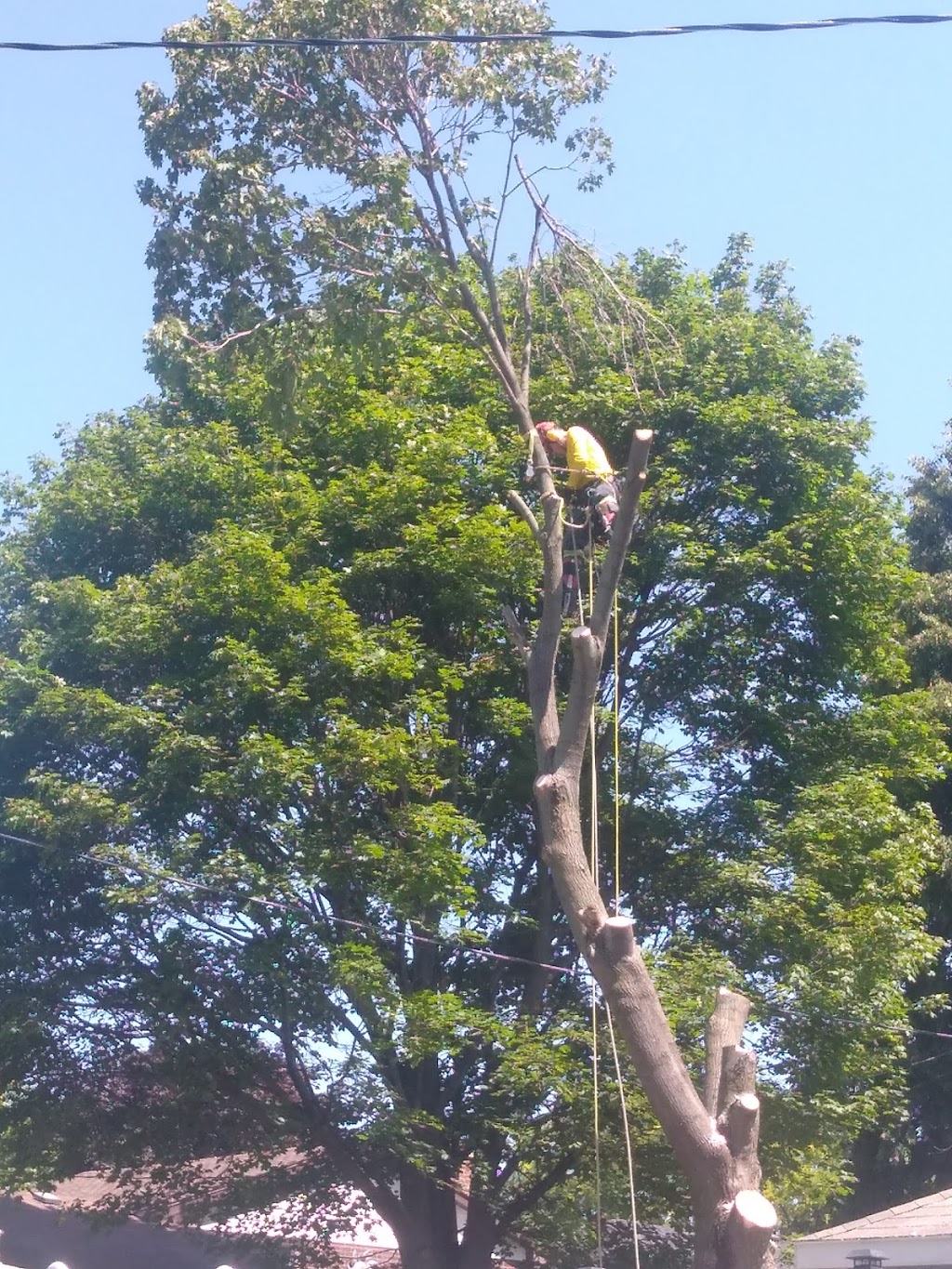 Tims Tree Trimming & Removal | 41314 Fulton Bridge Line, St Thomas, ON N5P 3S9, Canada | Phone: (519) 854-0057