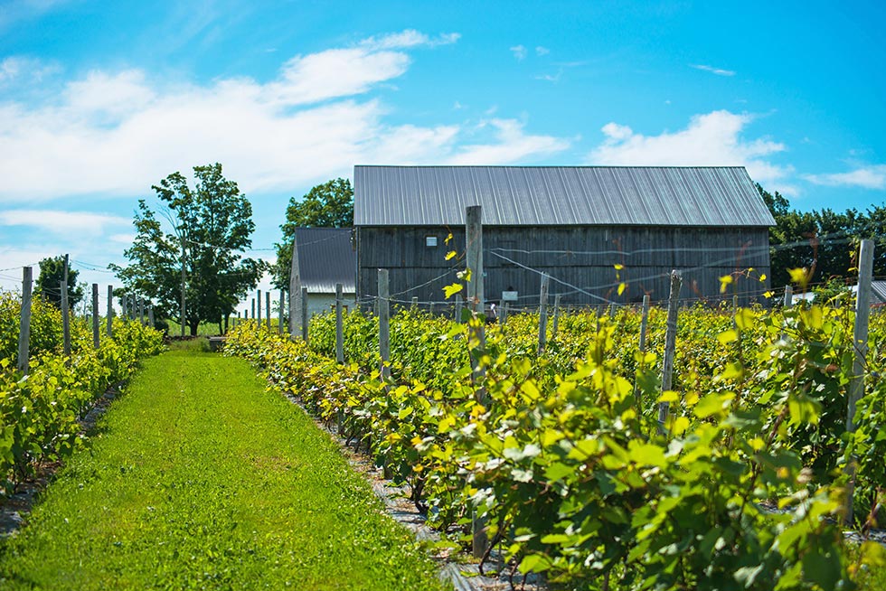 Vignoble Domaine Bel-Chas | 7119 Rang de lHêtrière E, Saint-Charles-de-Bellechasse, QC G0R 2T0, Canada | Phone: (418) 887-1311