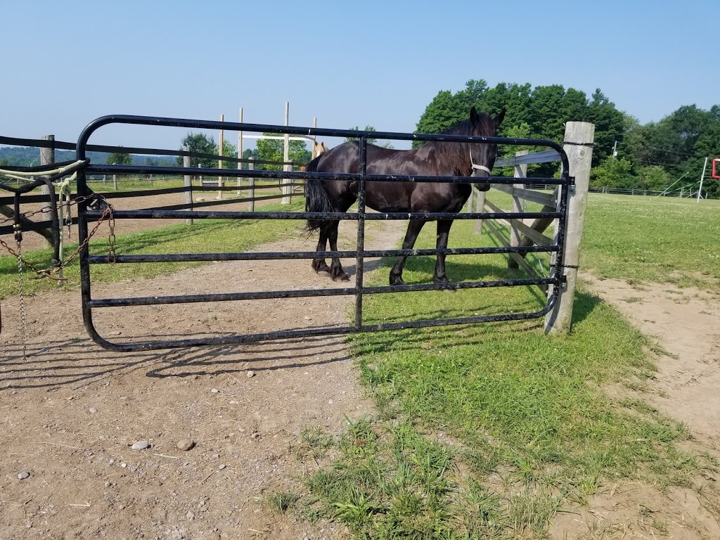 Forelock Stables | 347 S Burns Rd, Baltimore, ON K0K 1C0, Canada | Phone: (416) 805-7069