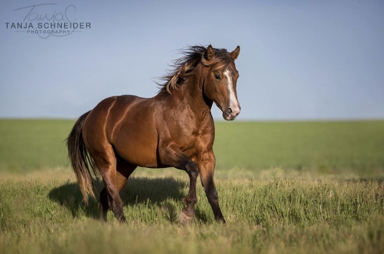 Fleetwood Farms Quarter Horses | 223053, AB-529, Champion, AB T0L 0R0, Canada | Phone: (403) 423-0158