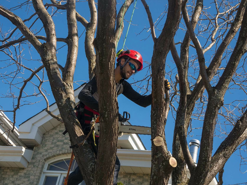 Acer Foresterie Urbaine | 1402 Chemin de la Rivière Aux Pins, Varennes, QC J3X 1P7, Canada | Phone: (514) 756-0600