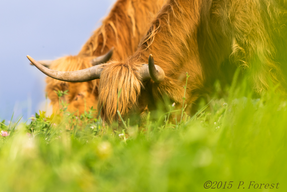 Ferme Highland Lotbinière | 4384 Rang Juliaville, Saint-Édouard-de-Lotbinière, QC G0S 1Y0, Canada | Phone: (418) 796-0046