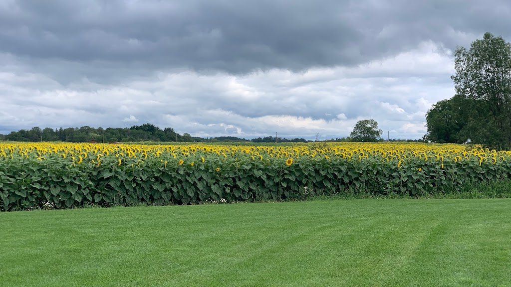 Sunflower Fields of Markham | 10378 ON-48, Markham, ON L3P 3J3, Canada | Phone: (416) 859-6159