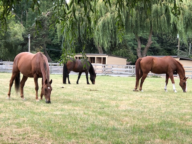 Old Southlands Stables | 3425 Celtic Ave, Vancouver, BC V6N 3X8, Canada | Phone: (778) 926-6554