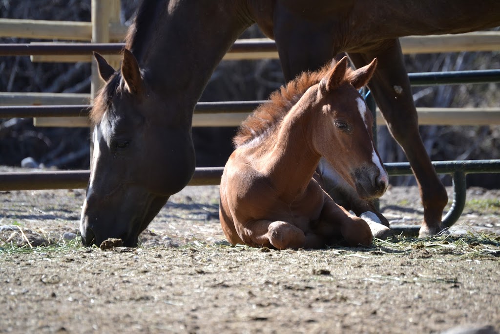 Charles Ranch Equine | 3700 BC-97C, Ashcroft, BC V0K 1A0, Canada | Phone: (250) 457-7426