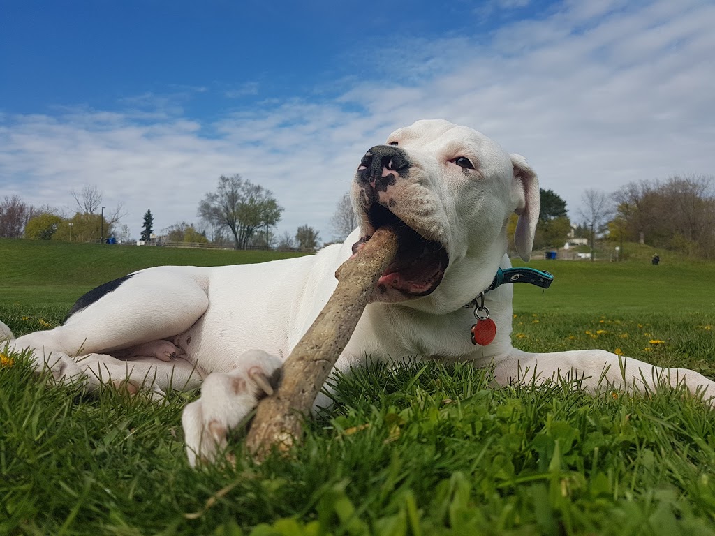 Cedarvale Park Dogs Off-Leash Area | 443 Arlington Ave, York, ON M6C 3A2, Canada | Phone: (416) 392-2489