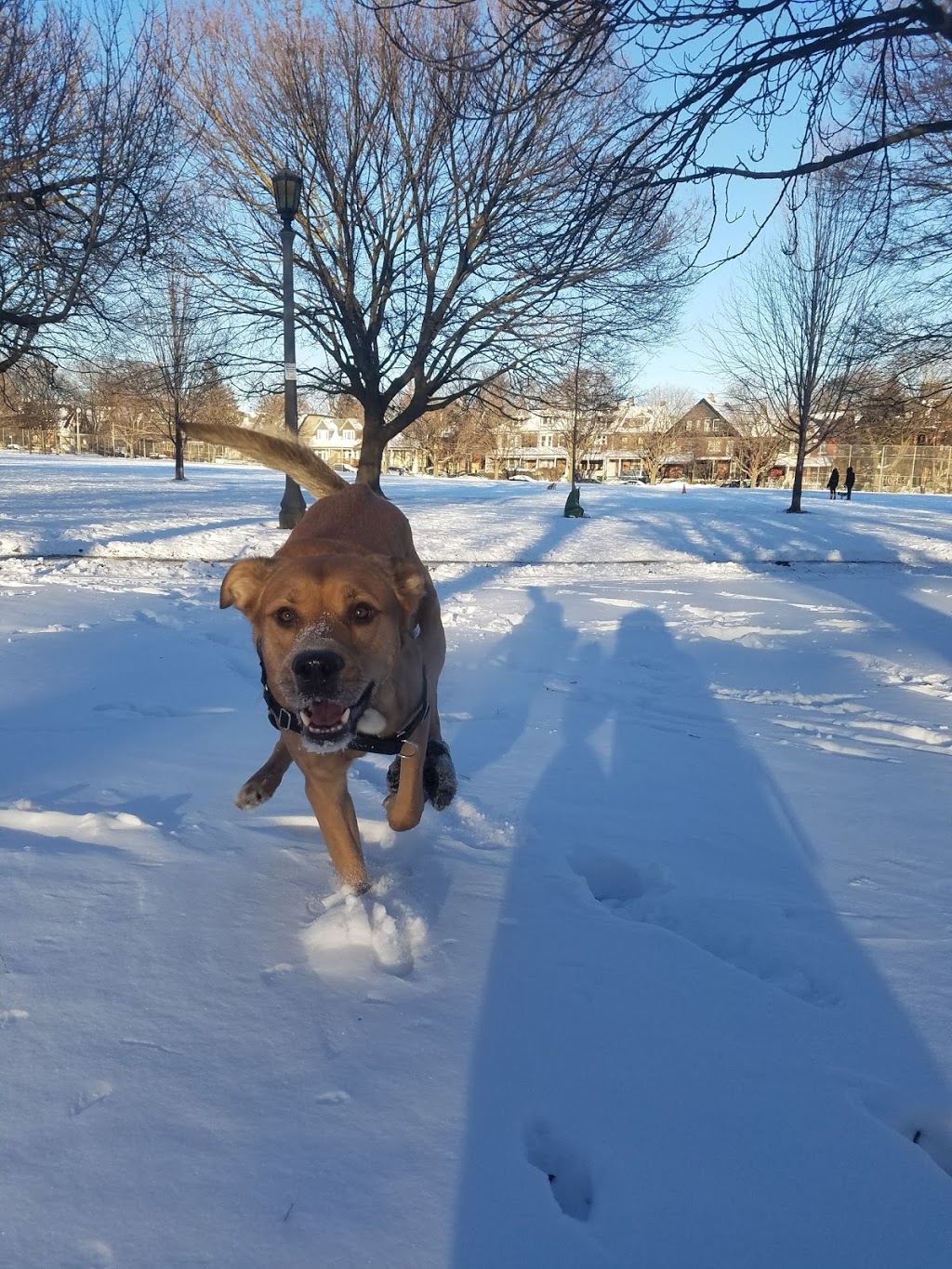 Trinity Bellwoods Dog Bowl | Trinity - Bellwoods, Toronto, ON M6J 2V5, Canada