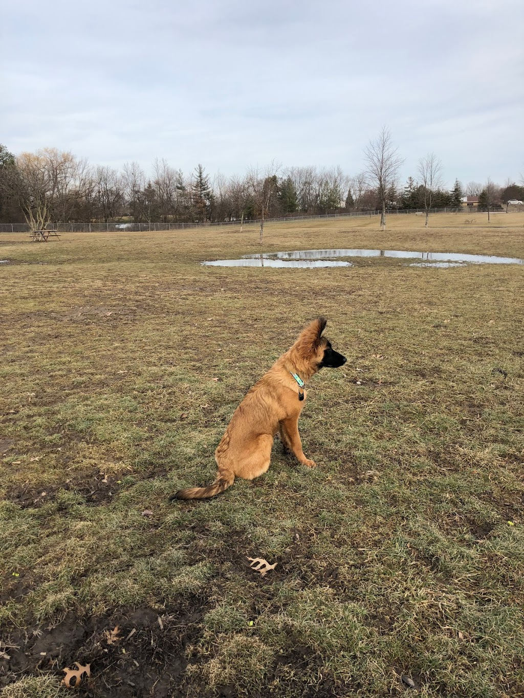 Burgoyne Woods Dog Park | 70 Edgedale Rd, St. Catharines, ON L2R, Canada | Phone: (905) 688-5600