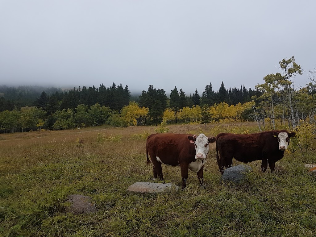 Castle Provincial Park | Ohagen Rd, Hillcrest Mines, AB T0K 1C0, Canada | Phone: (403) 627-1165