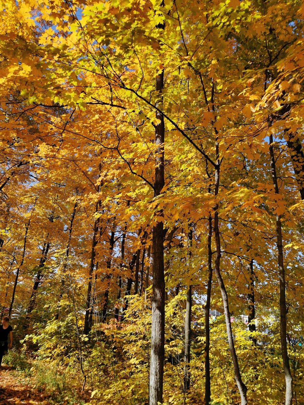 Festival des Couleurs de Rigaud | 5 Rue Pagé, Rigaud, QC J0P 1P0, Canada | Phone: (450) 451-0873