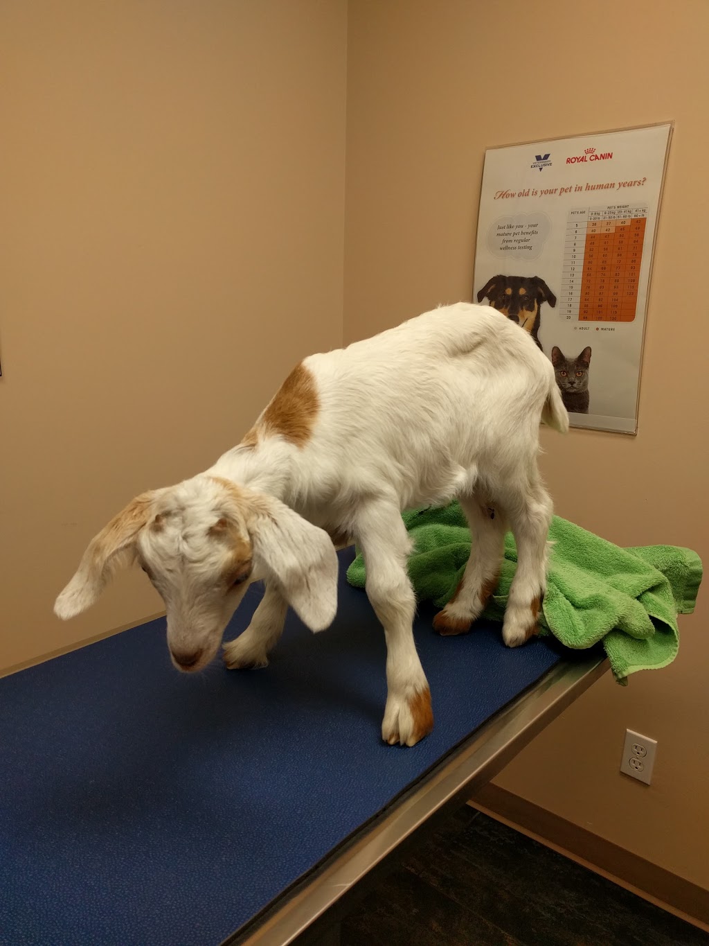 Tri-Municipal Veterinary Clinic | 636 King St #126, Spruce Grove, AB T7X 4K3, Canada | Phone: (780) 571-3200