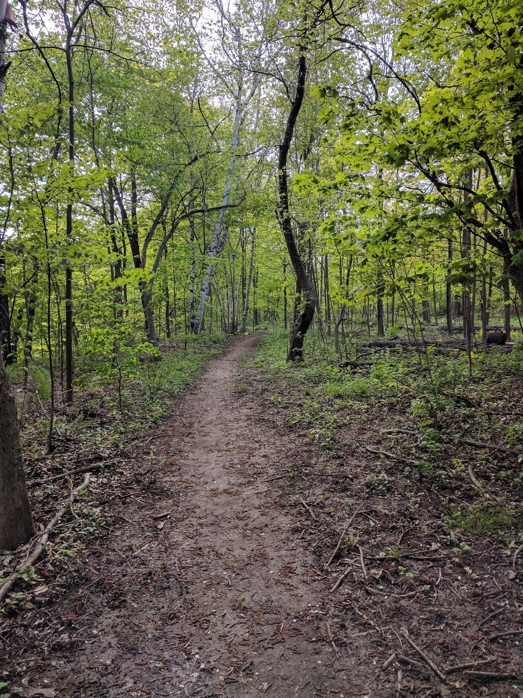 Stevenson Swamp | 6 Holmcrest Trail, Scarborough, ON M1C 1V5, Canada