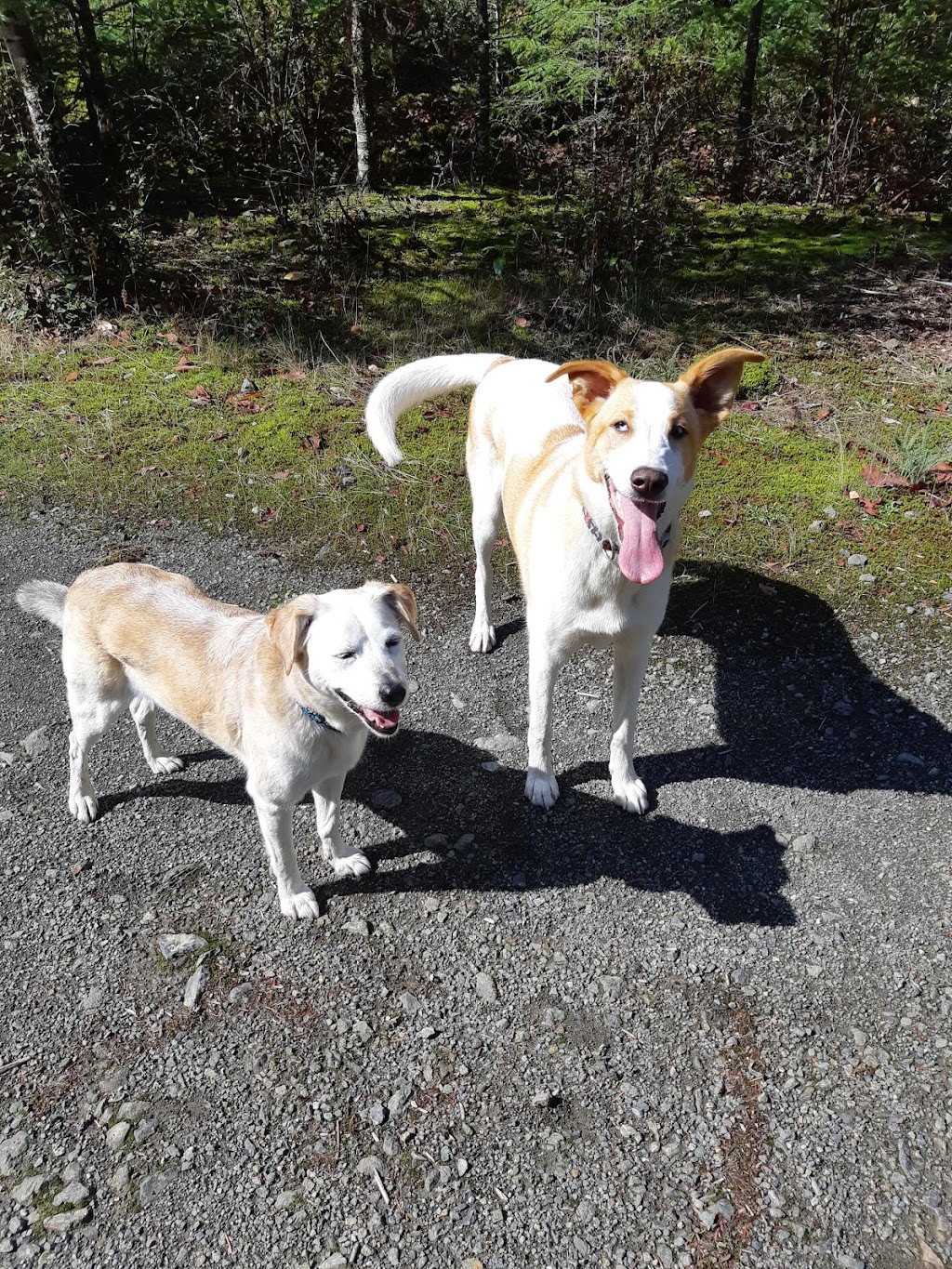 WoofWaggin Dogwalking | 3920 Hi Mt Dr, Victoria, BC V9C 3X9, Canada | Phone: (250) 882-4163