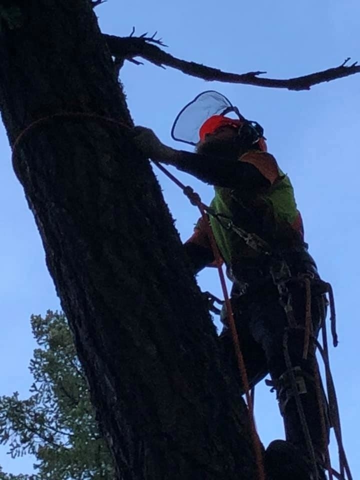 DB Tree Service | 2179 14th Ave, Port Alberni, BC V9Y 2Y7, Canada | Phone: (250) 667-3283