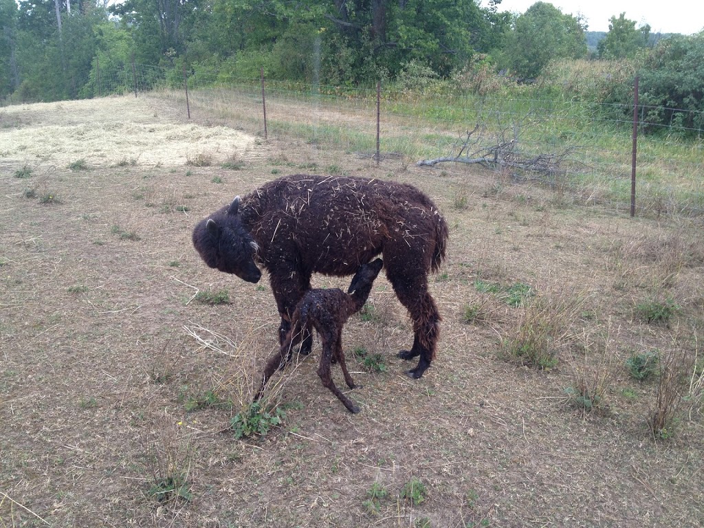 Lobo Loco Alpacas | 800 Townline Rd, Sheguiandah, ON P0P 1W0, Canada | Phone: (705) 968-0073