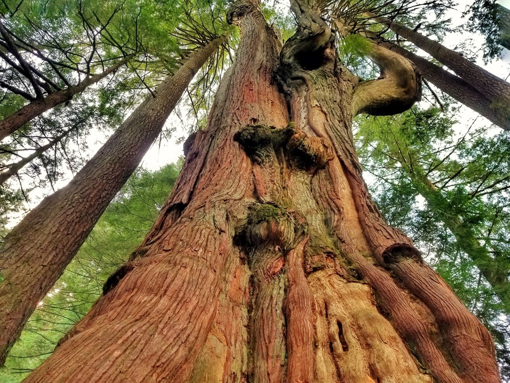 Big Cedar | North Vancouver, BC V7K 3B2, Canada