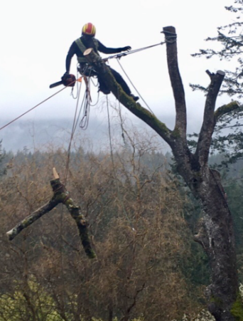 Island Tree Care | 209 Juniper Pl, Salt Spring Island, BC V8K 2Y1, Canada | Phone: (250) 858-6879