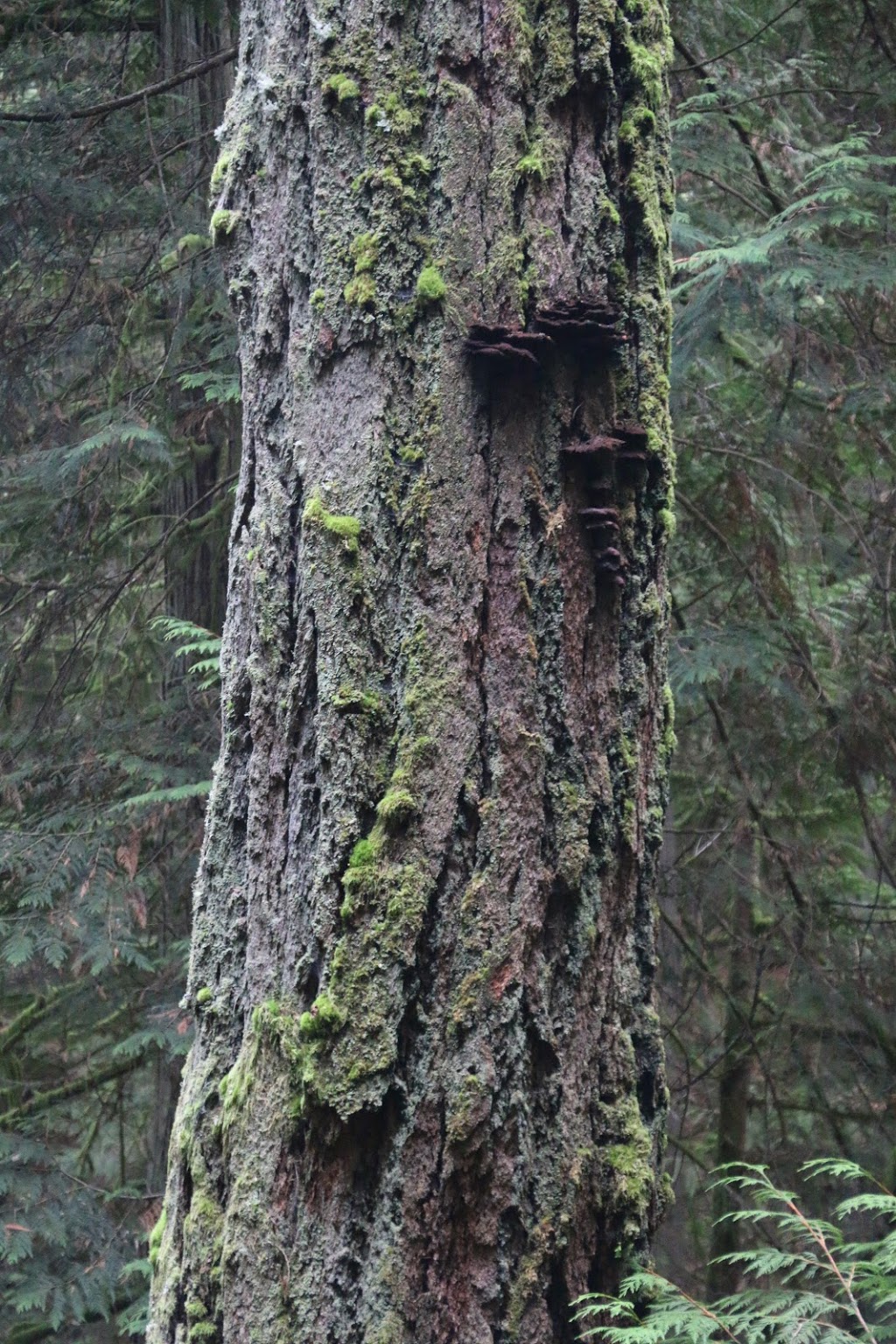 Mount Parke Regional Park - Main Parking Lot | Montrose Rd, Mayne Island, BC V0N 2J2, Canada