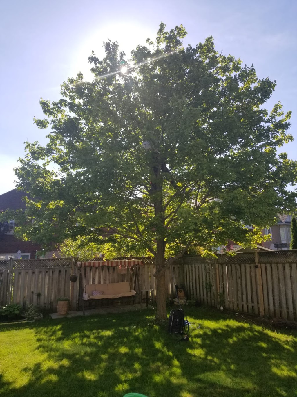 Aspirations Tree Care | 602 Peel St, Whitby, ON L1N 3Y8, Canada | Phone: (905) 668-1463