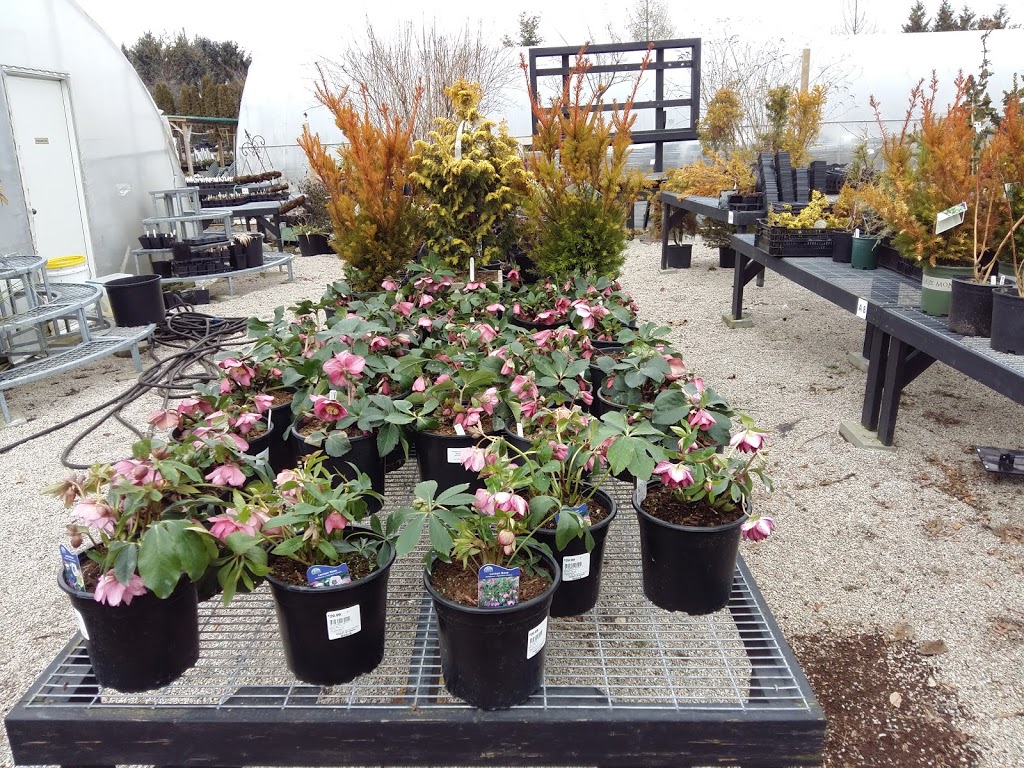 Phoenix Perennials | 3380 No 6 Rd, Richmond, BC V6V 1P5, Canada | Phone: (604) 270-4133